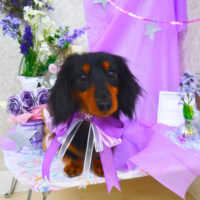 【山手店】2020年3月23日のワンちゃん達♪