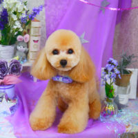 【山手店】2020年3月25日のワンちゃん達♪