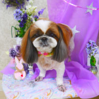 【山手店】2020年3月26日のワンちゃん達♪