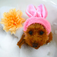 【山手店】2020年3月27日のワンちゃん達♪