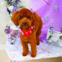 【山手店】2020年3月28日のワンちゃん達♪