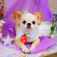 【山手店】2020年3月29日のワンちゃん達♪