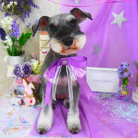 【山手店】2020年3月30日のワンちゃん達♪