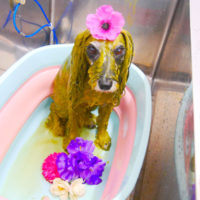 【池下店】2020年3月2日のワンちゃん達♪