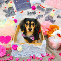 【池下店】2020年3月8日のワンちゃん達♪