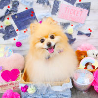 【池下店】2020年3月12日のワンちゃん達♪