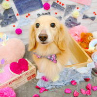 【池下店】2020年3月13日のワンちゃん達♪