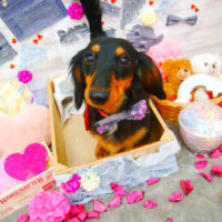 【池下店】2020年3月14日のワンちゃん達♪