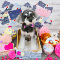 【池下店】2020年3月15日のワンちゃん達♪