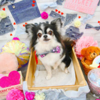 【池下店】2020年3月16日のワンちゃん達♪