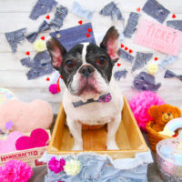 【池下店】2020年3月19日のワンちゃん達♪