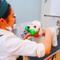 【池下店】2020年3月20日のワンちゃん達♪