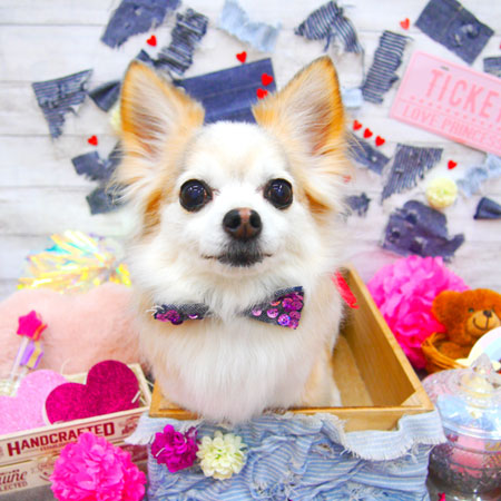 【池下店】2020年3月21日のワンちゃん達♪