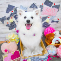 【池下店】2020年3月23日のワンちゃん達♪