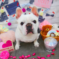 【池下店】2020年3月26日のワンちゃん達♪