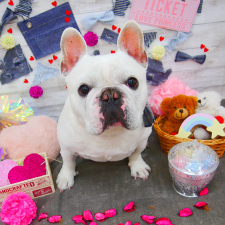 【池下店】2020年3月26日のワンちゃん達♪