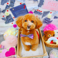 【池下店】2020年3月28日のワンちゃん達♪