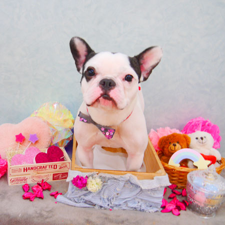 【池下店】2020年3月29日のワンちゃん達♪