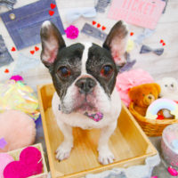 【池下店】2020年3月30日のワンちゃん達♪