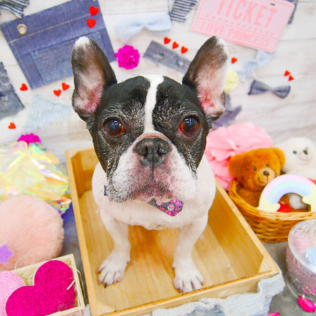 【池下店】2020年3月30日のワンちゃん達♪