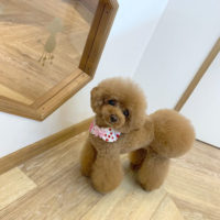 【池下店】2020年4月3日のワンちゃん達♪