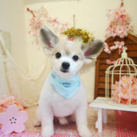 【本店】2020年4月1日のワンちゃん達♪