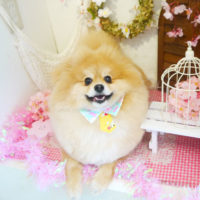 【本店】2020年4月2日のワンちゃん達♪