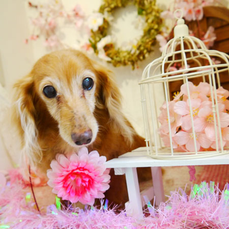 【本店】2020年4月4日のワンちゃん達♪