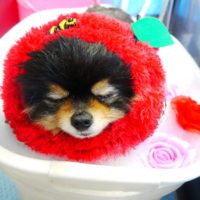 【本店】2020年4月5日のワンちゃん達♪