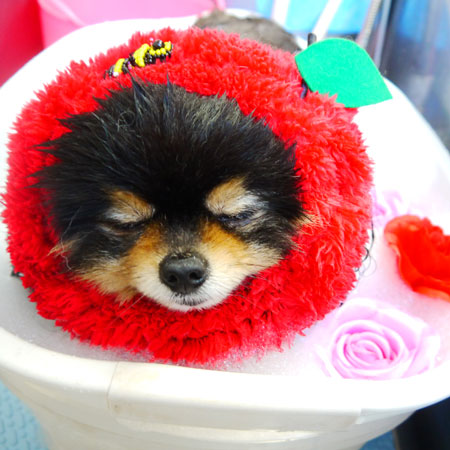 【本店】2020年4月5日のワンちゃん達♪