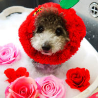 【本店】2020年4月9日のワンちゃん達♪