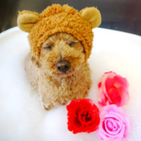 【本店】2020年4月10日のワンちゃん達♪