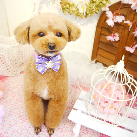 【本店】2020年4月11日のワンちゃん達♪