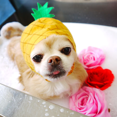 【本店】2020年4月12日のワンちゃん達♪