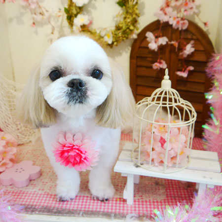 【本店】2020年4月13日のワンちゃん達♪