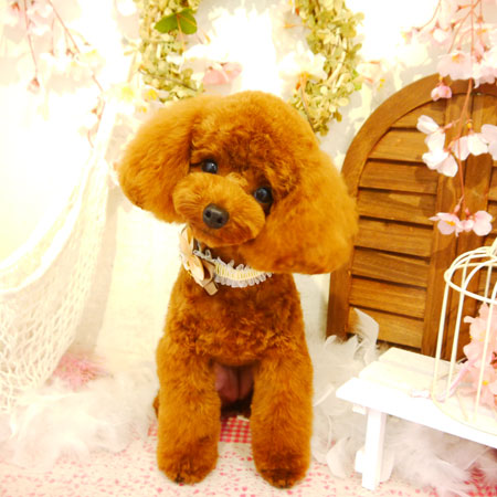 【本店】2020年4月15日のワンちゃん達♪