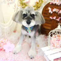 【本店】2020年4月16日のワンちゃん達♪