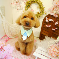 【本店】2020年4月19日のワンちゃん達♪