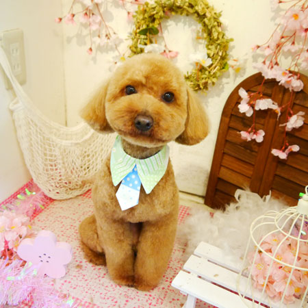 【本店】2020年4月19日のワンちゃん達♪