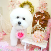 【本店】2020年4月20日のワンちゃん達♪