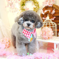 【本店】2020年4月22日のワンちゃん達♪