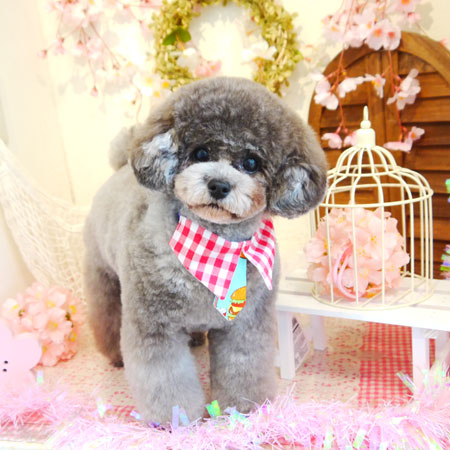 【本店】2020年4月22日のワンちゃん達♪