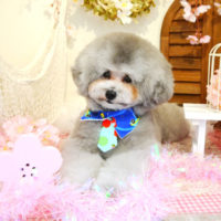 【本店】2020年4月23日のワンちゃん達♪