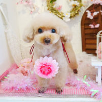 【本店】2020年4月24日のワンちゃん達♪