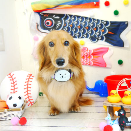 【本店】2020年4月25日のワンちゃん達♪