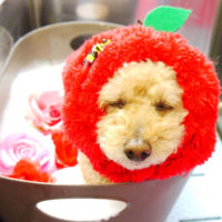 【本店】2020年4月26日のワンちゃん達♪