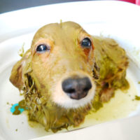 【本店】2020年4月27日のワンちゃん達♪