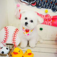 【本店】2020年4月30日のワンちゃん達♪