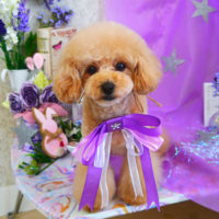 【山手店】2020年4月2日のワンちゃん達♪