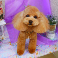 【山手店】2020年4月3日のワンちゃん達♪